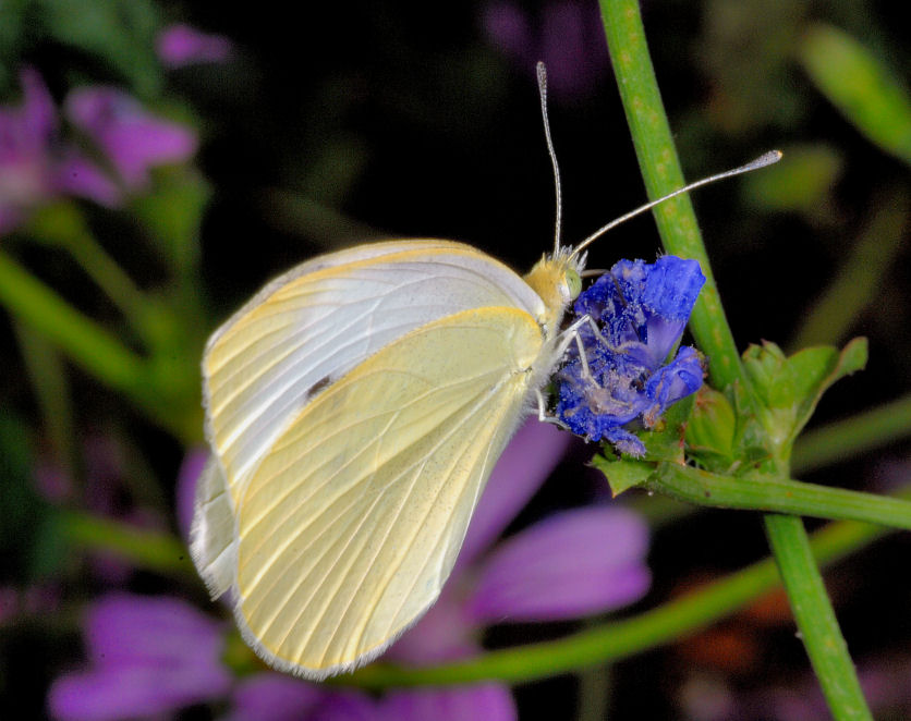 Farfalla e ape in volo